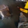 A blurry picture of a cat and some stuff