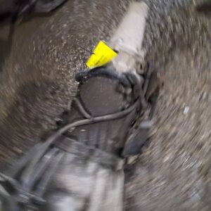 Automatic Transmission 3.5L 2WD Fits 2005-2006 DODGE CANYON